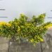 Borievka čínska (Juniperus chinensis) ´PLUMOSA AUREOVARIEGATA´ - výška 30-50 cm, kont. C5L